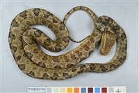 藏品(龜殼花)的圖片